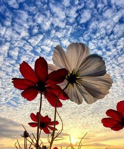 عکس گل بهاری برای پروفایل