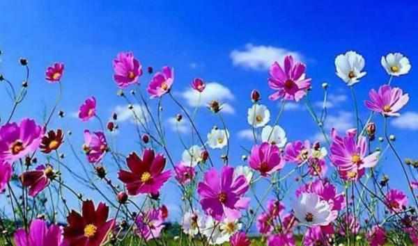 عکس گل بهاری برای پروفایل