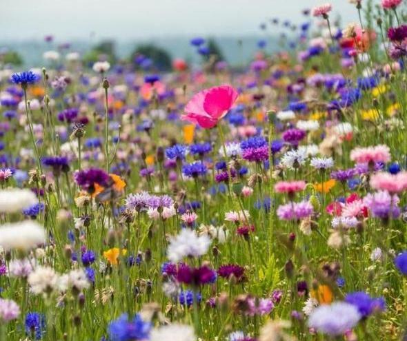 دانلود عکس گل برای پروفایل تلگرام