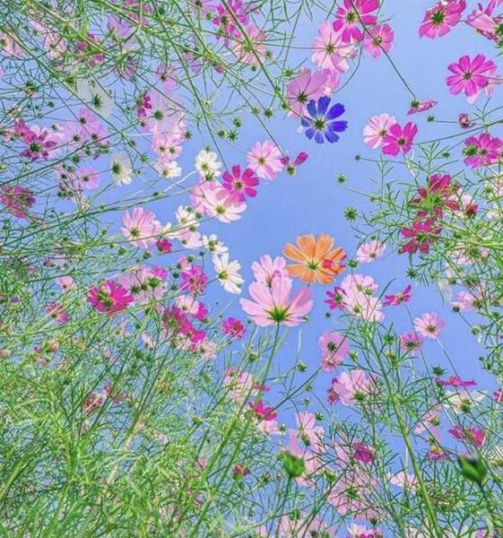 دانلود عکس گل برای پروفایل تلگرام