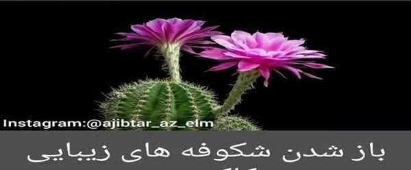 کلیپ عکس گل برای پروفایل