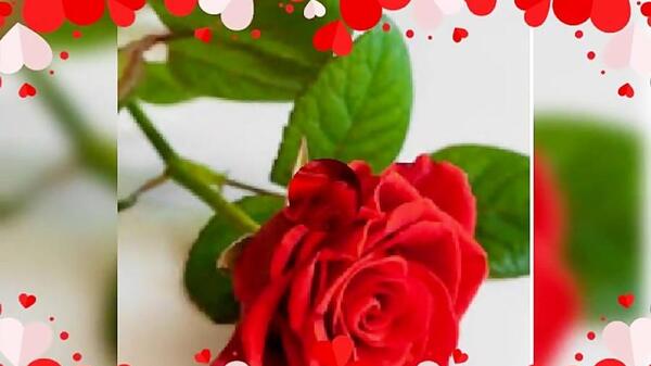 کلیپ عکس گل برای پروفایل