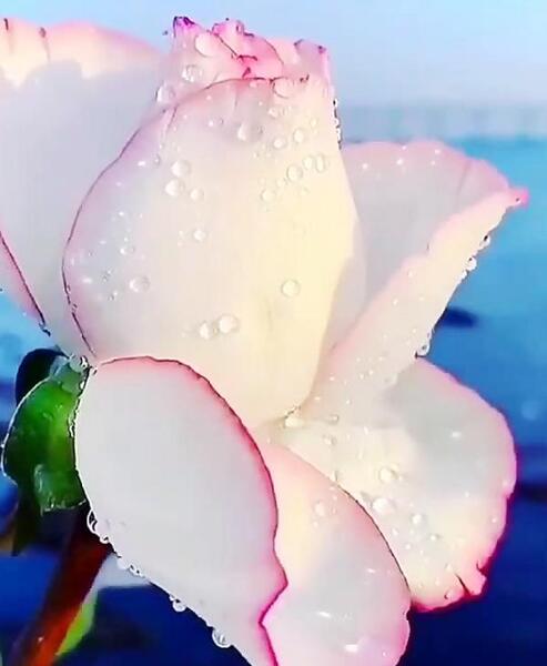 کلیپ عکس گل برای پروفایل