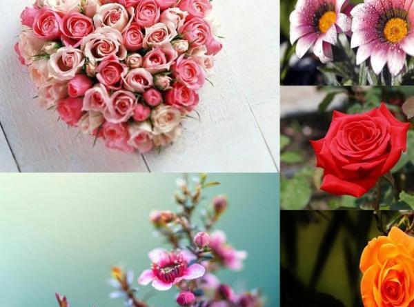 کلیپ عکس گل برای پروفایل