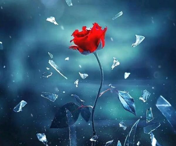 کلیپ عکس گل برای پروفایل