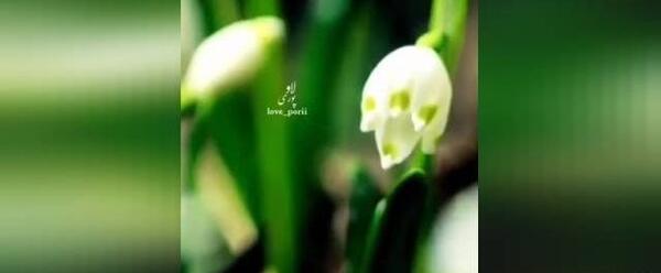کلیپ عکس گل برای پروفایل