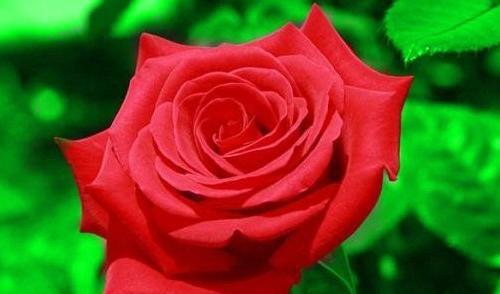 عکس پروفایل گل برای گل