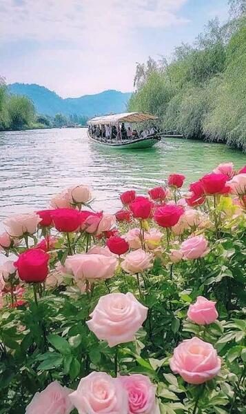 عکس پروفایل گل برای گل
