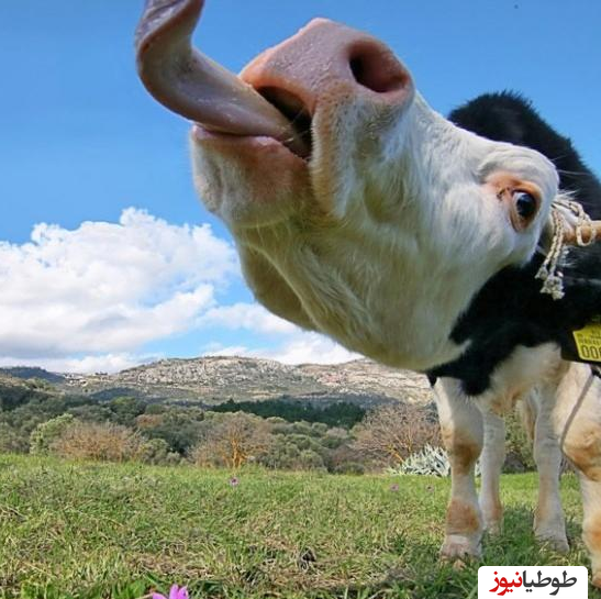 عکس لب گاو