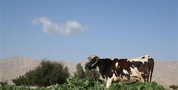 عکس لب گاو