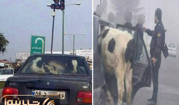 عکس لب گاو