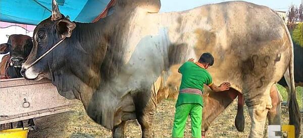 عکس لب گاو