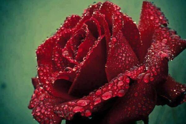 عکس گل برای پروفایل گروه