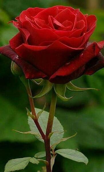 عکس گل برای پروفایل گروه