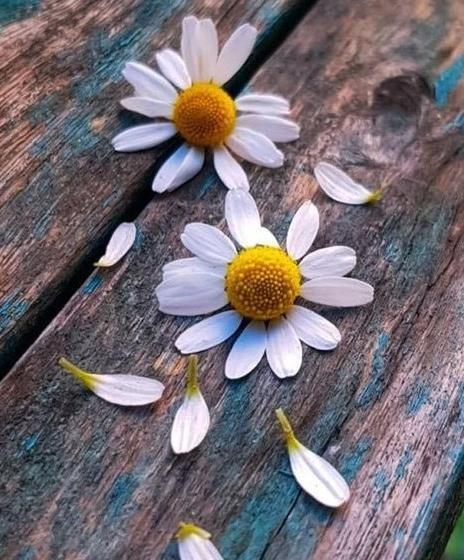 عکس گل کارتونی برای پروفایل