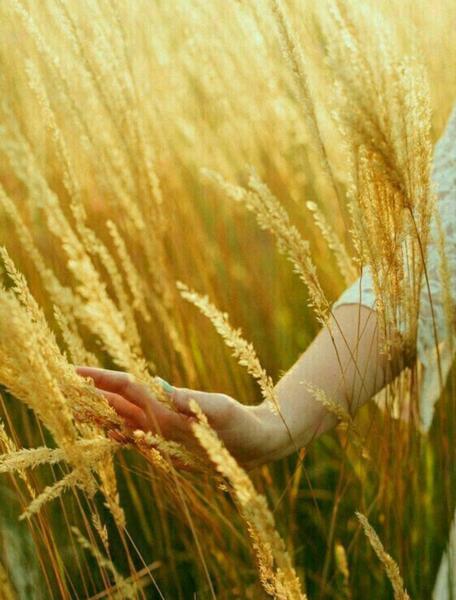 عکس گل گندم برای پروفایل