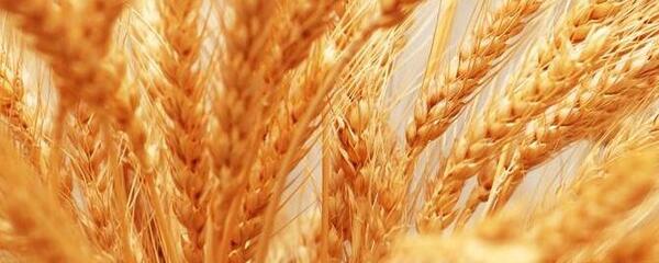 عکس گل گندم برای پروفایل