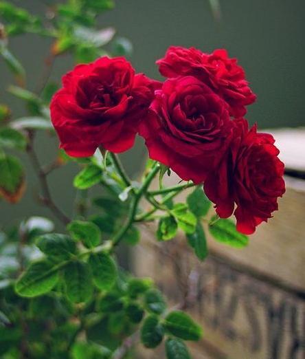 عکس زیبای گل برای پروفایل