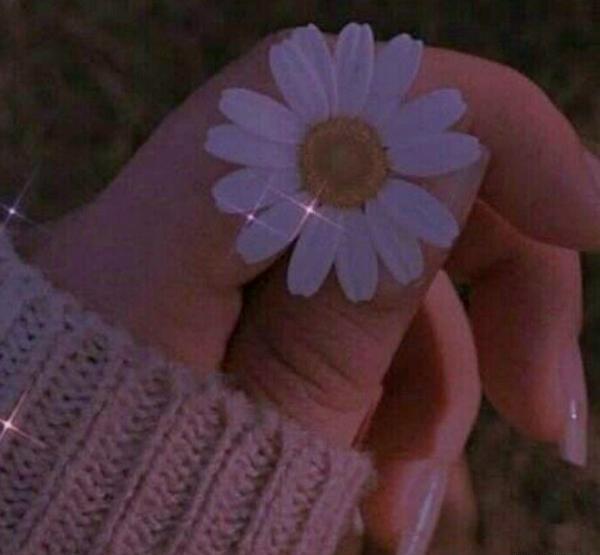 عکس گل کیوت برای پروفایل