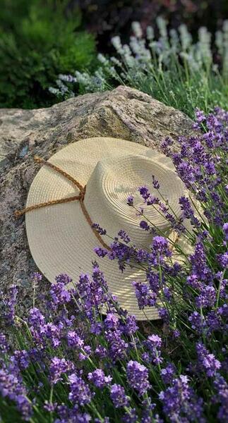 عکس گل کیوت برای پروفایل