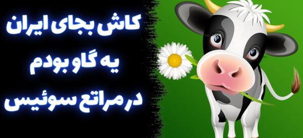 عکس گاو تو سوئیس