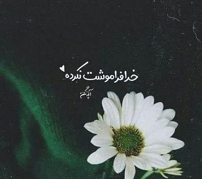 عکس گل برای پروفایل واتساپ با متن