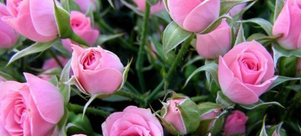 عکس گل های خوشگل برای پروفایل