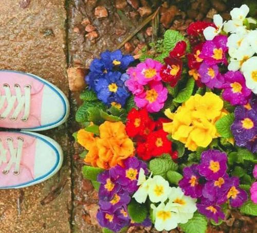 عکس گل های خوشگل برای پروفایل