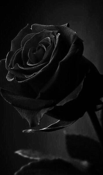 عکس گل لاتی برای پروفایل