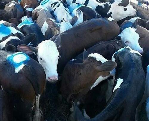 عکس گاو سمینتال سیاه
