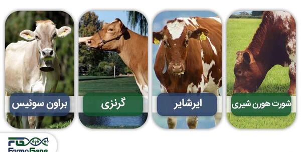 عکس گاو سمینتال سیاه