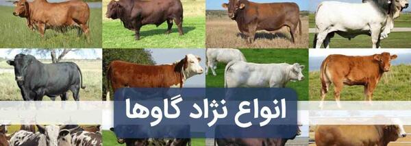 عکس گاو سمینتال سیاه