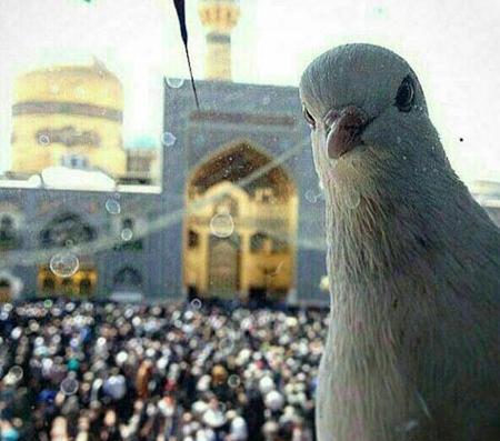 عکس حرم امام رضا با کبوتر برای پروفایل واتساپ