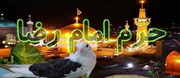 عکس حرم امام رضا با کبوتر برای پروفایل واتساپ