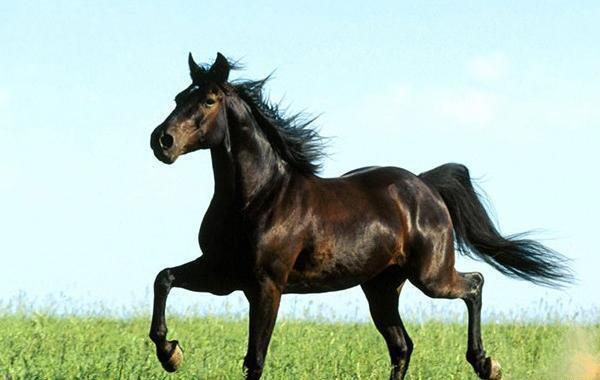 عکس حیوانات برای پروفایل تلگرام