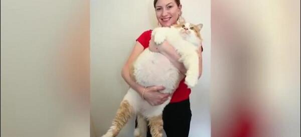 عکس پروفایل بچه گربه ناز