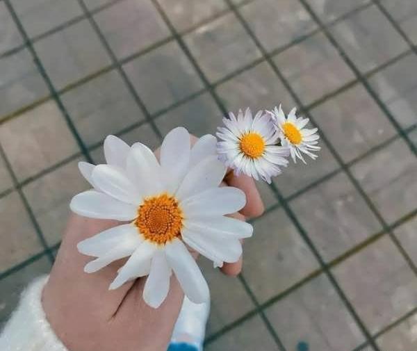عکس ها پروفایل دخترانه شیک