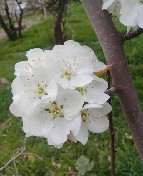 زیباترین عکس پروفایل فصل بهار