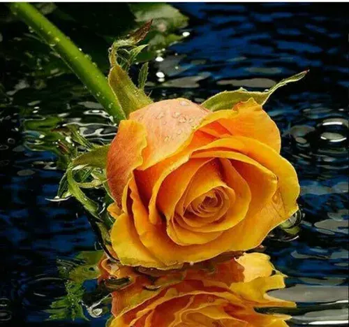 عکس پروفایل عشق تنهایی