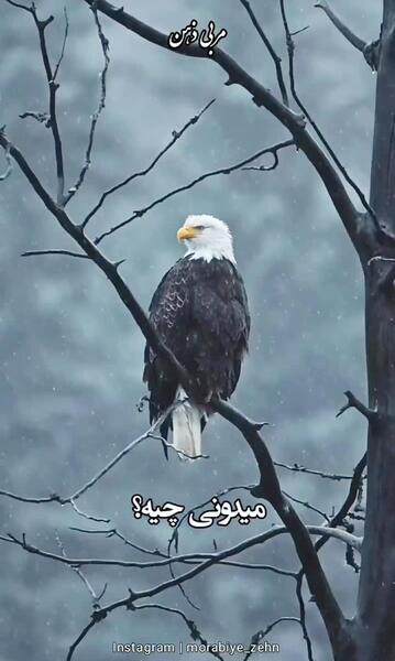 عکس پروفایل جدید امسال گنگ