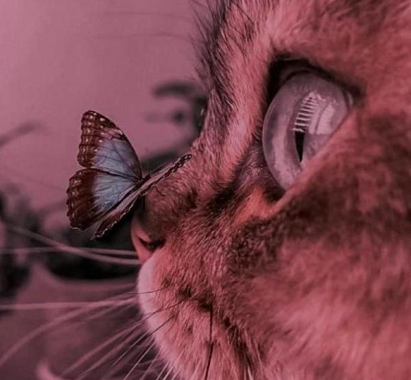 عکس پروفایل حیوانات فانتزی
