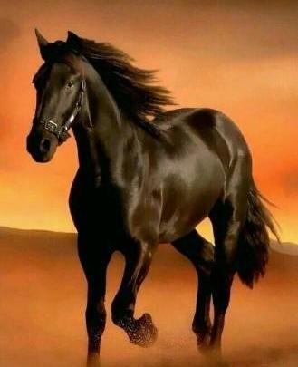 عکس پروفایل حیوانات فانتزی