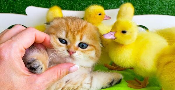 عکس حیوانات خوشگل برای پروفایل