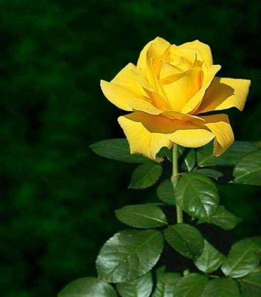 عکس پروفایل بهار مذهبی