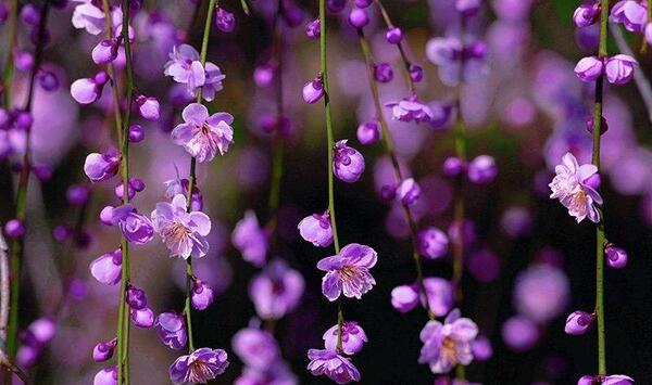 عکس پروفایل بهار مذهبی