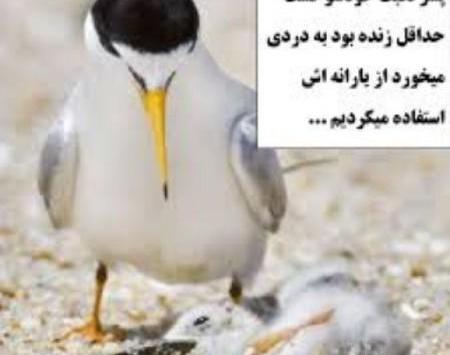 عکس پروفایل سرکاری خنده دار