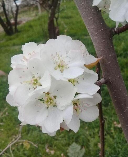 عکس پروفایل از طبیعت بهار