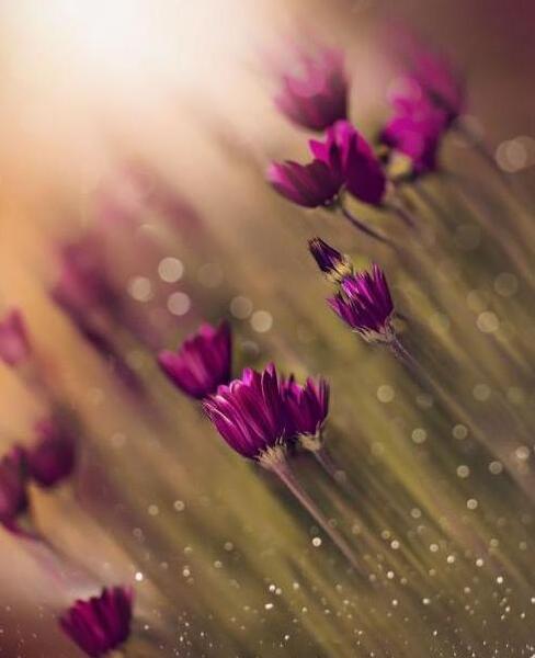 عکس گل تسلیت برای پروفایل