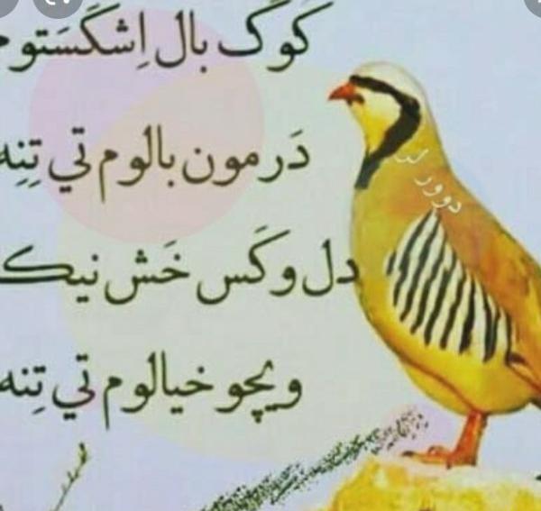 عکس پروفایل لری خنده دار