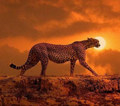 عکس زیبای حیوانات برای پروفایل